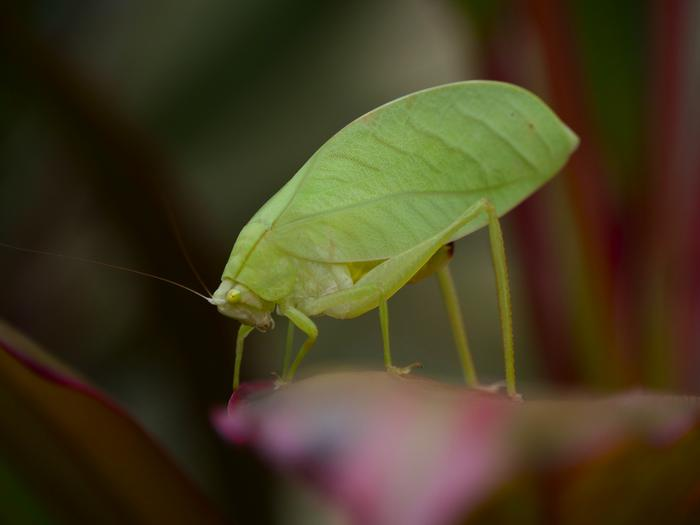 Not just green, but a very stereotypical green, as seen by day 11 after capture. Not just green, but a very stereotypical green, as seen by day 11 after capture.